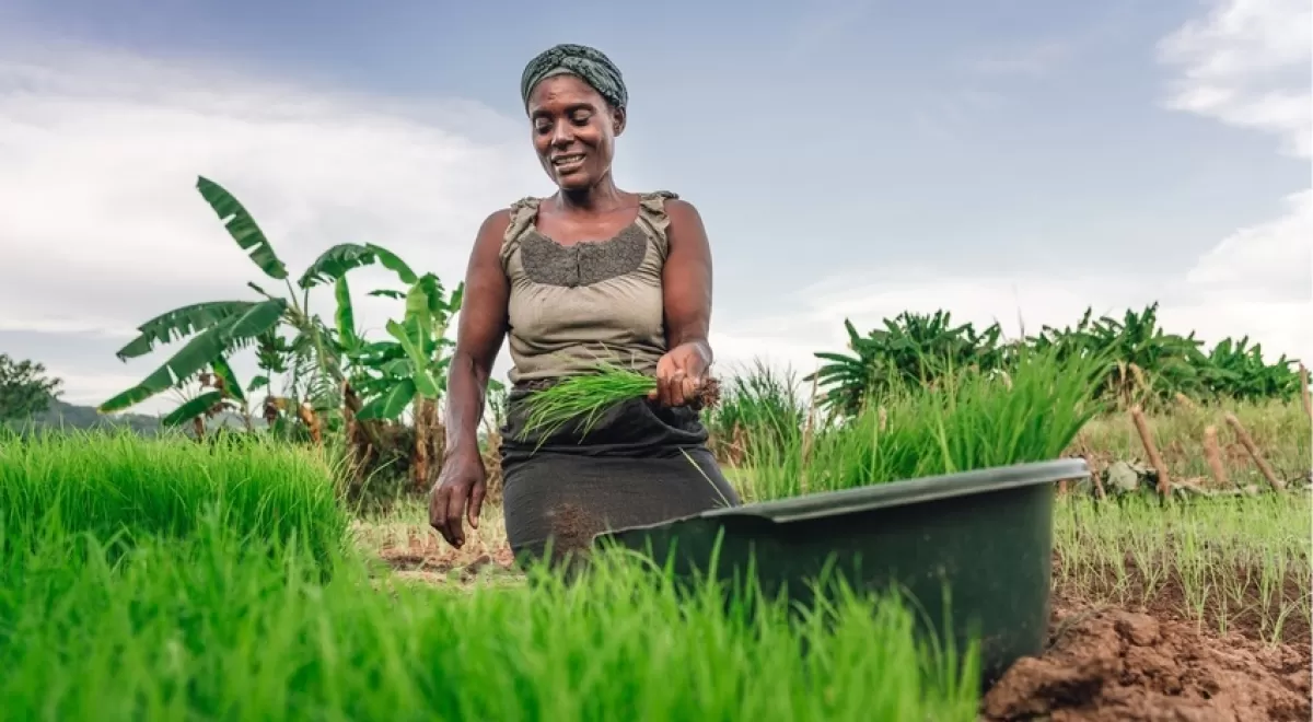 Incatema presenta los resultados del Programa de Desarrollo de la Agricultura Comercial en Angola