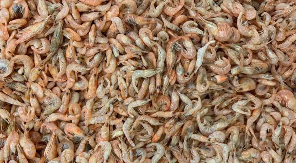 Cáscaras de gambas para producir electrodos de baterías de gran almacenamiento