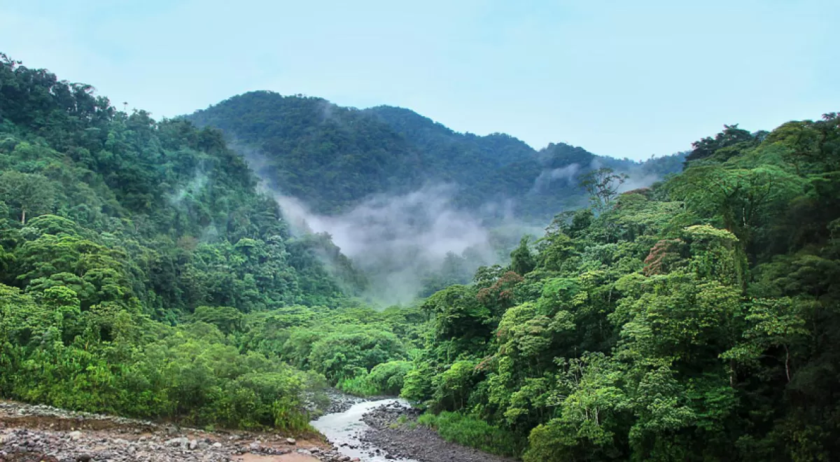 La selva tropical recupera el 80 % del carbono y la fertilidad del suelo tras 20 años de regeneración