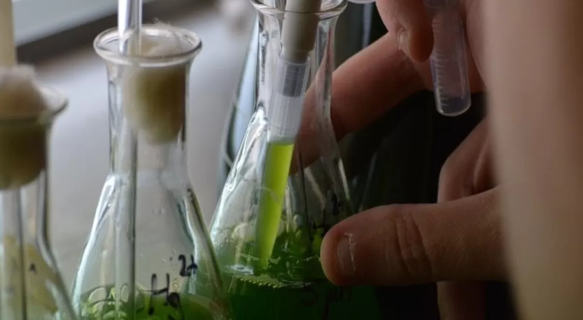 Duplican la velocidad de crecimiento de microalgas con residuos del vino para obtener biocombustible
