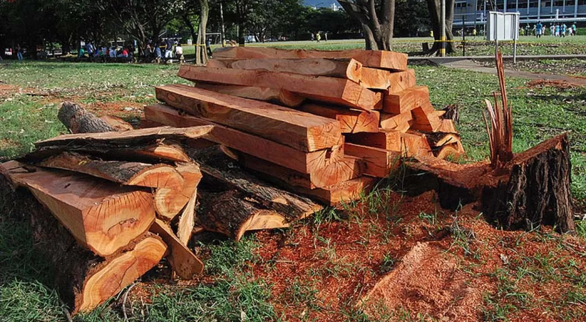 Desarrollan madera plástica fabricada con desechos naturales