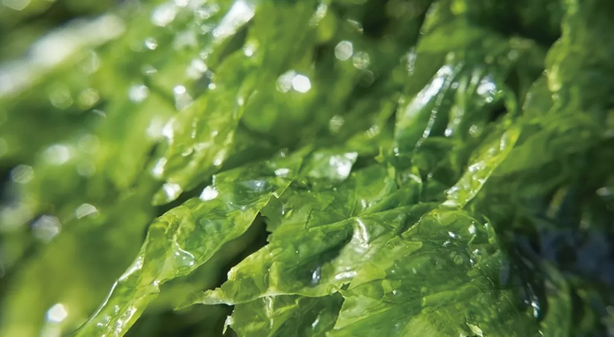 VALORALGAE: las algas de arribazón como biocombustible