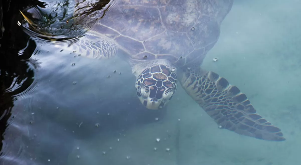 Panamá, primer país centroamericano en prohibir las bolsas de plástico