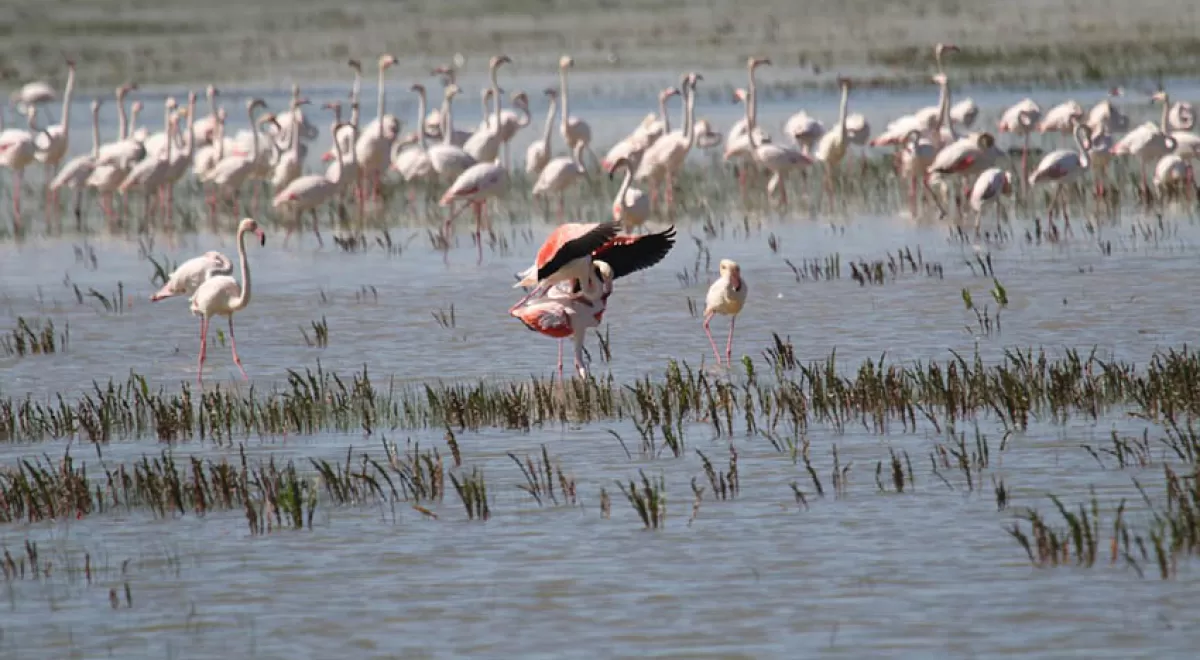 WWF denuncia la falta de medidas contra el regadío y los pozos ilegales en Doñana