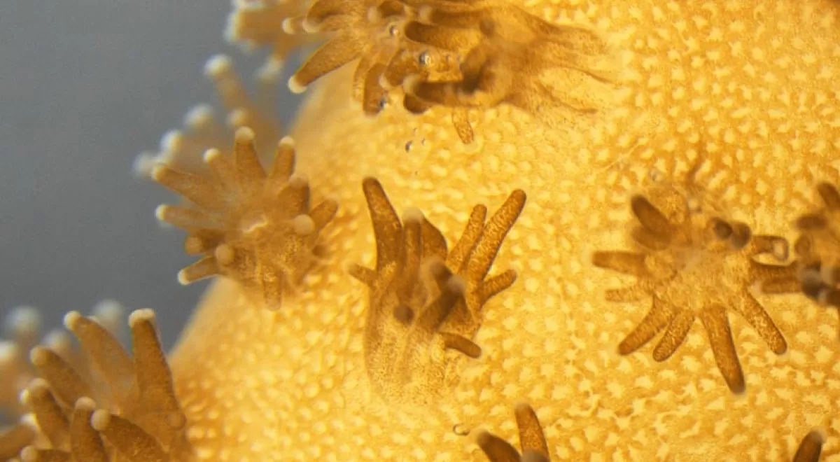 Corales impresos en 3D, nuevos biorreactores para impulsar la producción de microalgas para biocombustibles