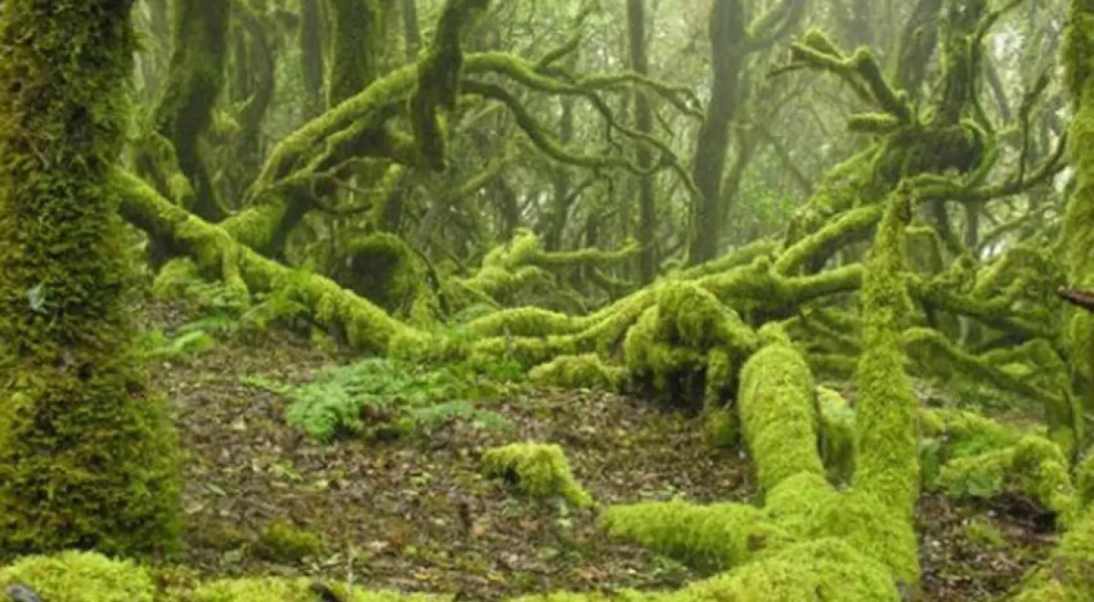 La niebla puede dar una segunda oportunidad a la tierra desertificada