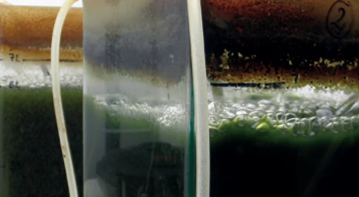 Estudian la capacidad de una microalga de asimilar el amonio producido en la digestión de residuos agroalimentarios