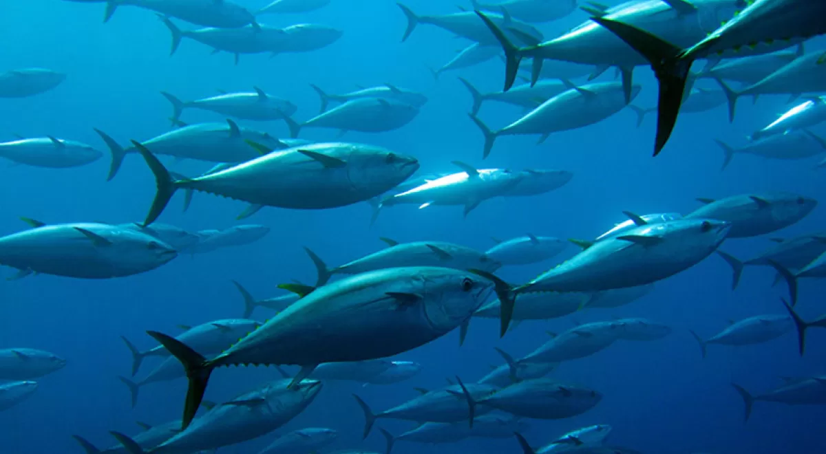 Incatema Consulting & Engineering aplica el Deep Learning en Ecofish