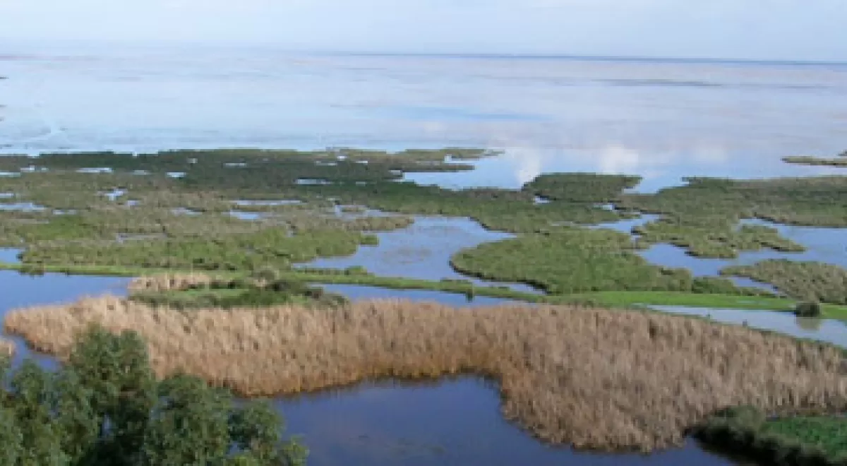 Las marismas del Parque Nacional de Doñana actúan como sumideros de carbono según un estudio liderado por el CSIC