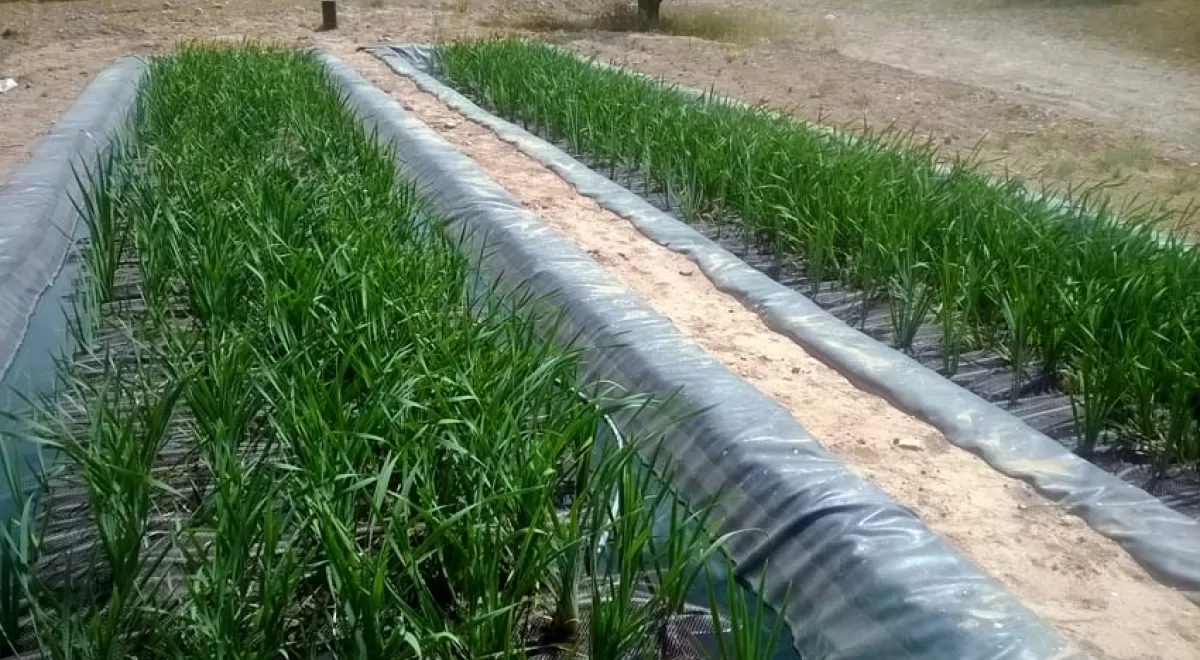 Projar depura con macrófitas flotantes aguas contaminadas por uranio en Portugal