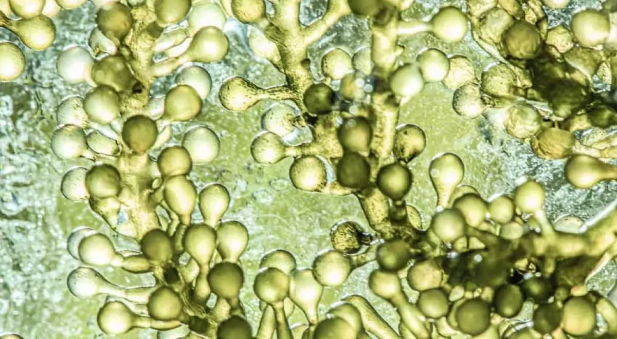 La mejor tesis de la URJC de este año ha sido sobre microalgas utilizadas como biocomustible