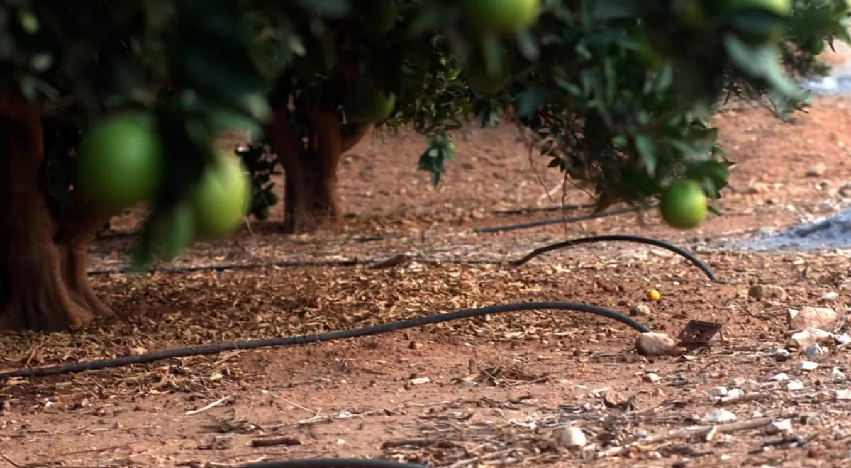 La Generalitat Valenciana actualiza los criterios de las ayudas a regantes para impulsar la eficiencia