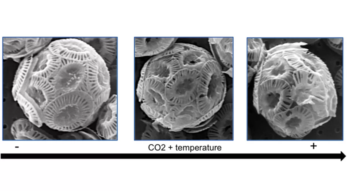 El calentamiento y la acidificación oceánica afectan al fitoplancton calcáreo reduciendo su capacidad de retener el CO2