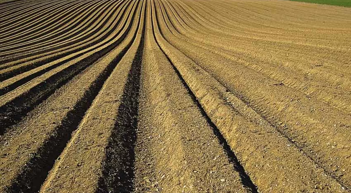 Los cultivos cubierta mejoran la calidad del suelo