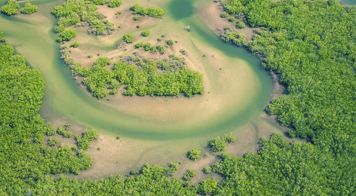 Proteger los manglares puede ahorrarnos millones de dólares al año en inundaciones