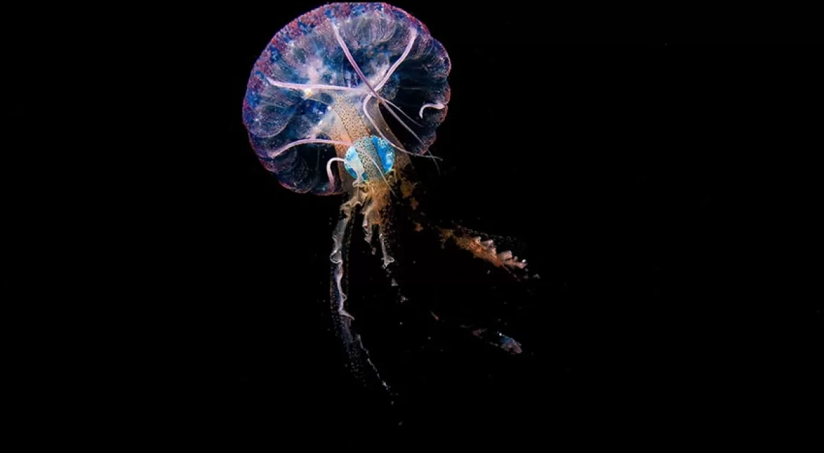 Medusas con plástico en su interior evidencian el impacto de la contaminación en los océanos