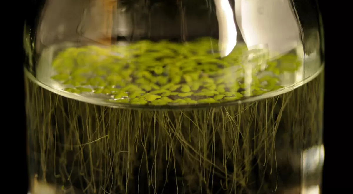 El Centro Nacional de Biotecnología estudia una lenteja acuática capaz de degradar el arsénico del medio ambiente