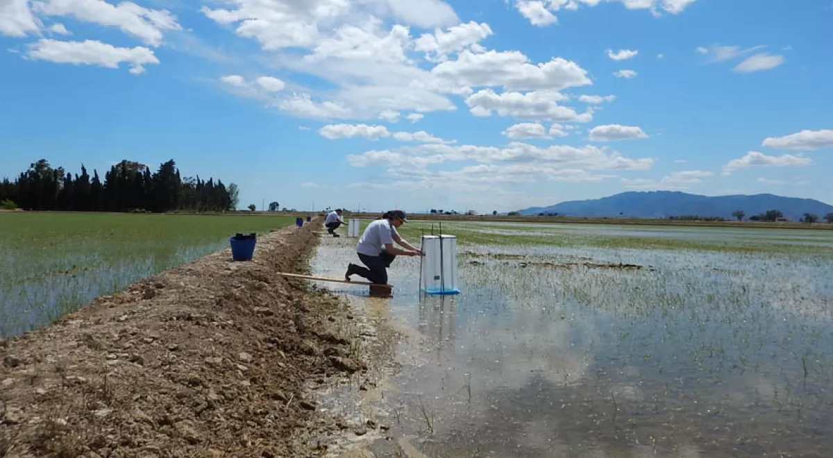 El riego intermitente podría reducir drásticamente las emisiones de metano en los arrozales