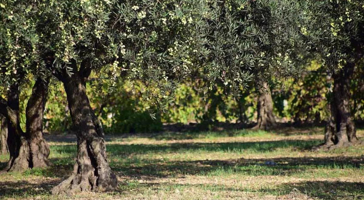 REUTIVAR: identificando la mejor tecnología de regeneración de agua para el olivar