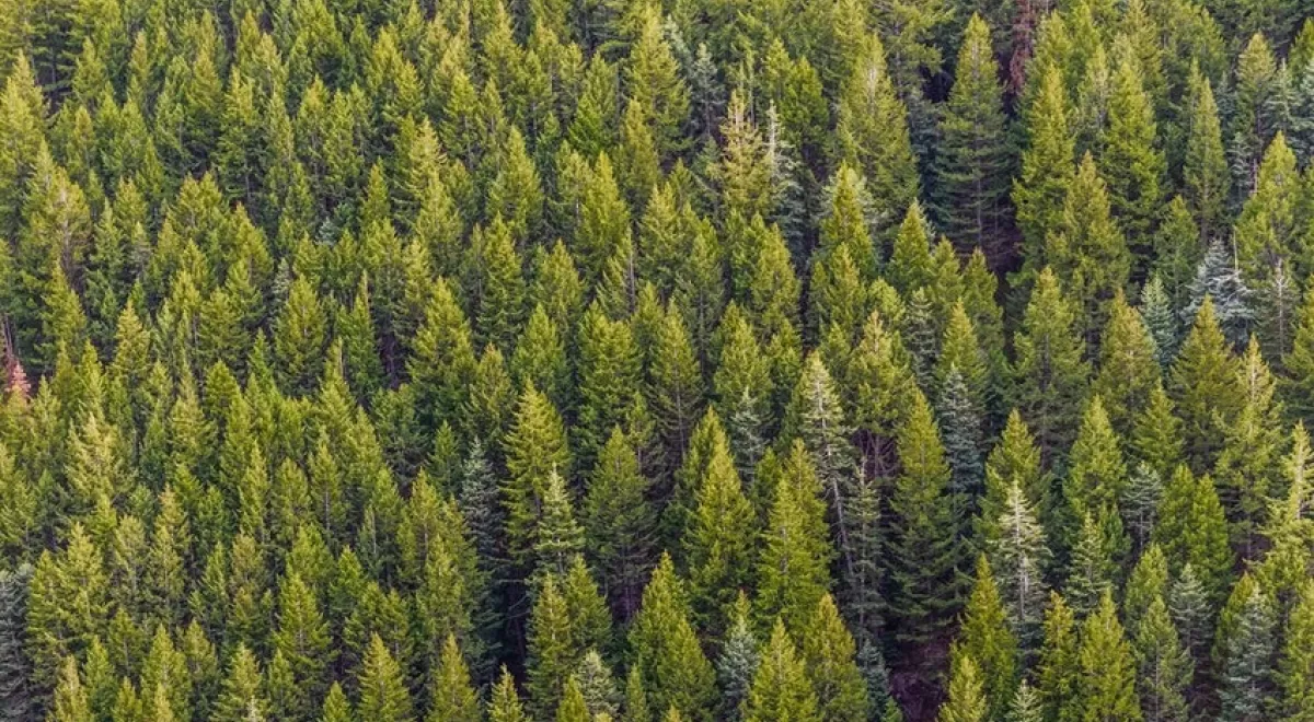 ¿Es el cambio climático el único responsable de la virulencia de los incendios forestales?