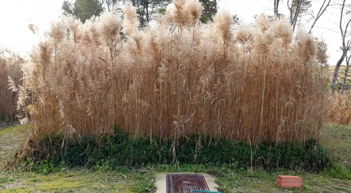Los humedales artificiales pueden eliminar bacterias del agua permitiendo su reutilización agrícola