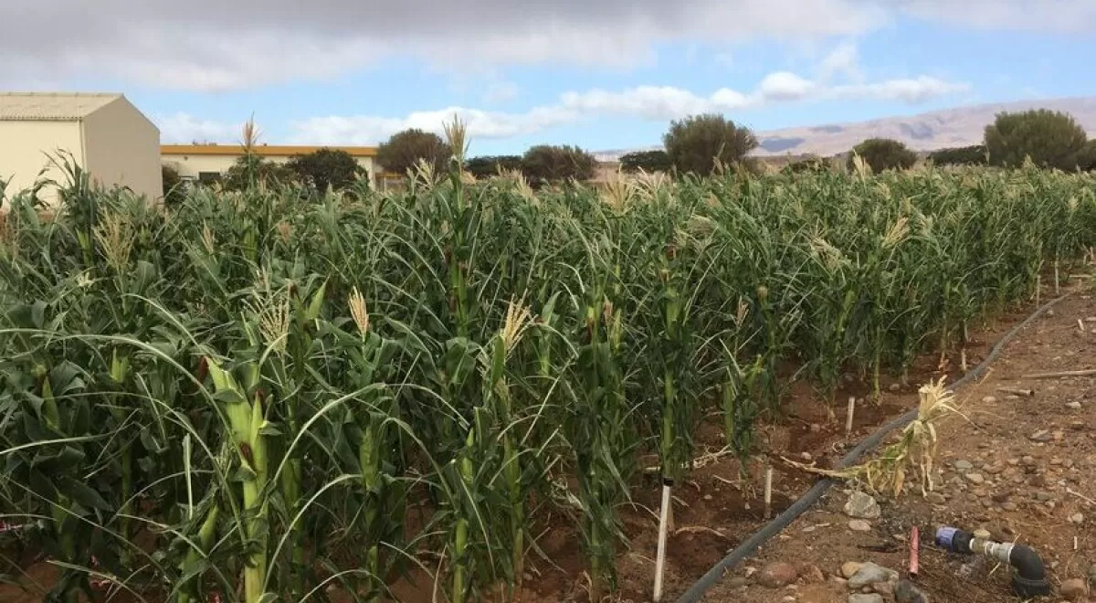 Canarias investiga la mejora de suelos agrícolas degradados con carbón vegetal