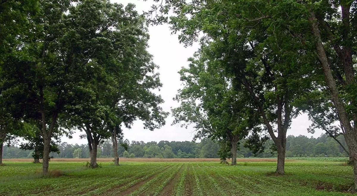 Regenerar los suelos pobres del sur de la UE y del Mediterráneo, un paso imprescindible en la lucha contra el cambio climático