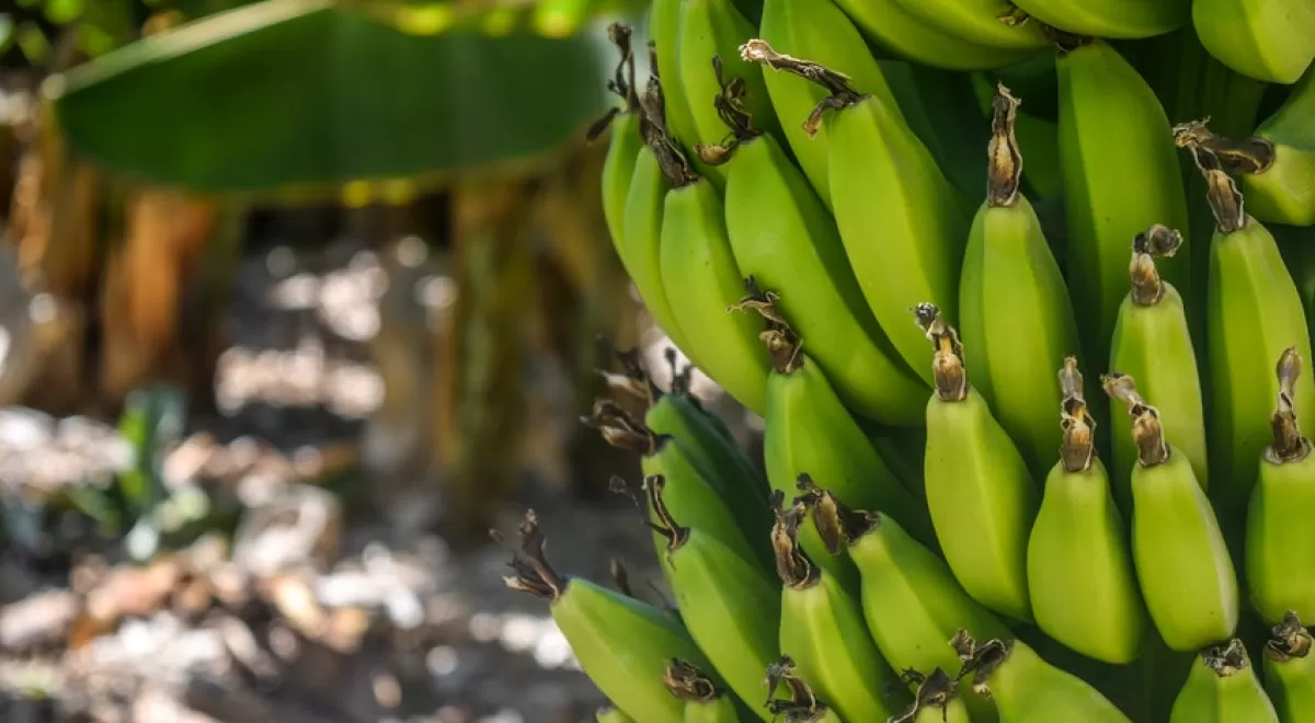 La platanera solo da frutos una vez: ¿qué hacemos con las plantas que se cortan?