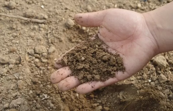 Eurecat utiliza hongos para la remediación de suelos contaminados