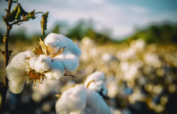 El U.S. Cotton Trust Protocol abre su registro a marcas para que se abastezcan de algodón más sostenible