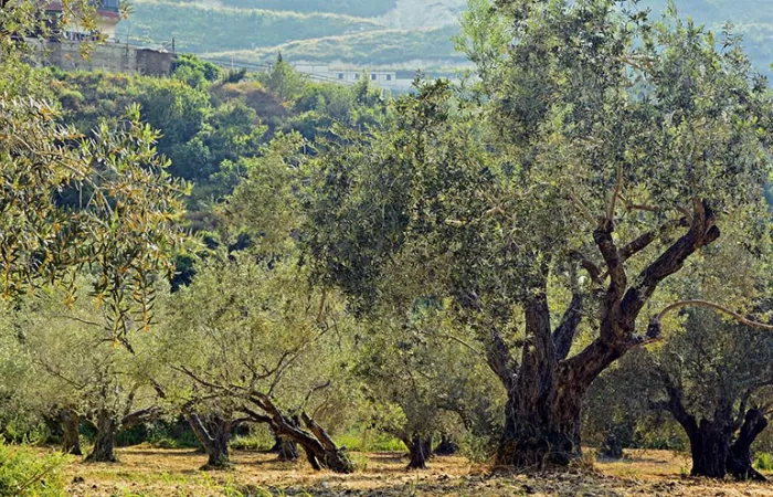 APPA Biomasa celebra el incremento de horas de funcionamiento aprobado en la Orden de Parámetros