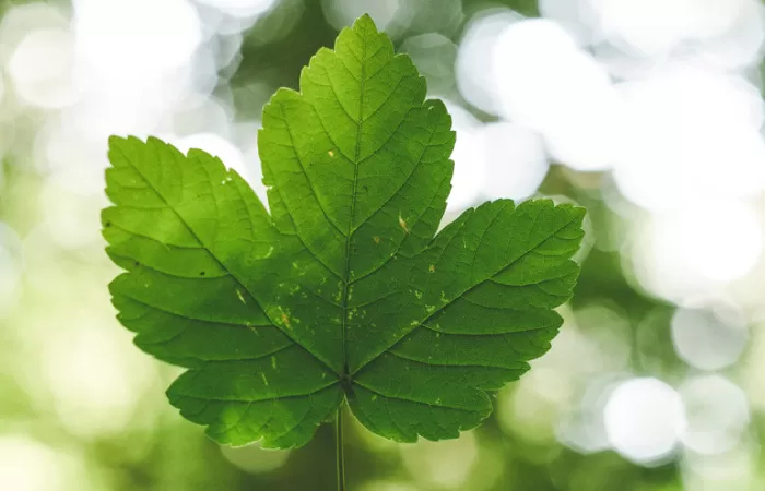 IIDMA pide más ambición y alineamiento de la LCCTE con actualización de la UE