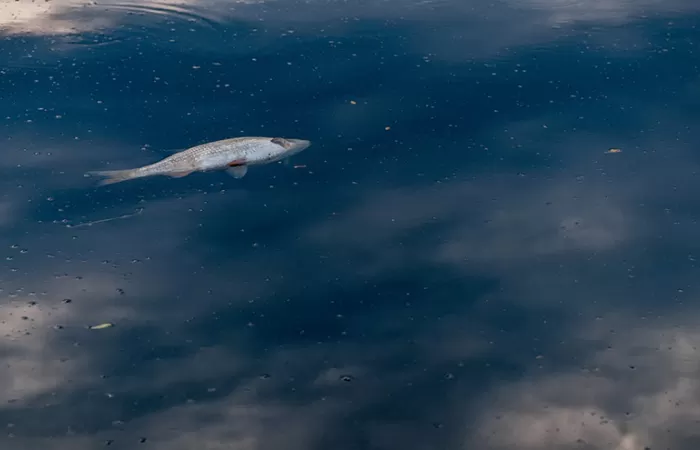 Contaminantes emergentes: ¿nos hacen más vulnerables a enfermedades infecciosas?