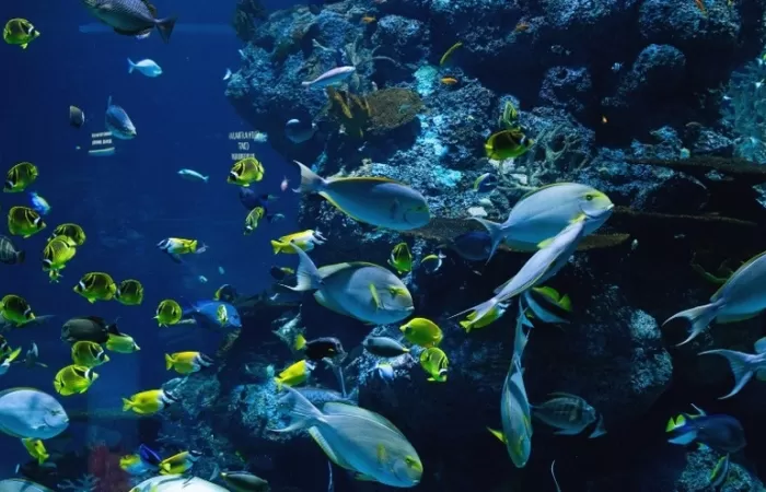 El Programa ECOFISH presenta sus logros en la conservación de biodiversidad del Océano Índico