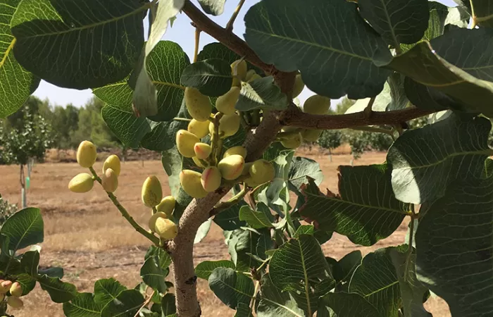 ABB logra duplicar las horas de riego en un cultivo pistachero con el nuevo convertidor ACQ80 para bombeo solar