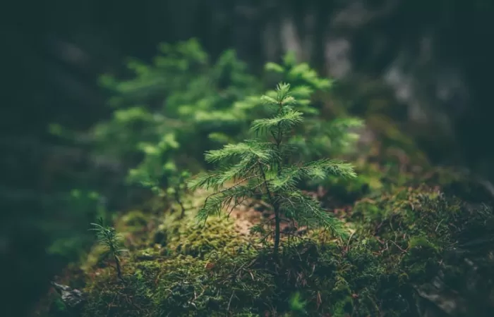 IIDMA y la SSEE de la Universidad de Oxford hacen sugerencias para la recuperación verde post-Covid en España