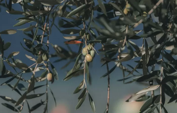 El proyecto REUTIVAR demuestra la viabilidad y potencial del uso de aguas regeneradas en el cultivo del olivar