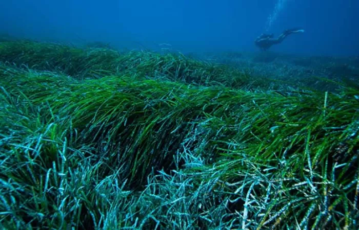 La UB demuestra que las praderas de posidonia capturan y extraen plásticos del océano