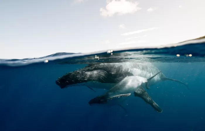 Las ballenas de Nueva Zelanda consumen más de tres millones de microplásticos cada día