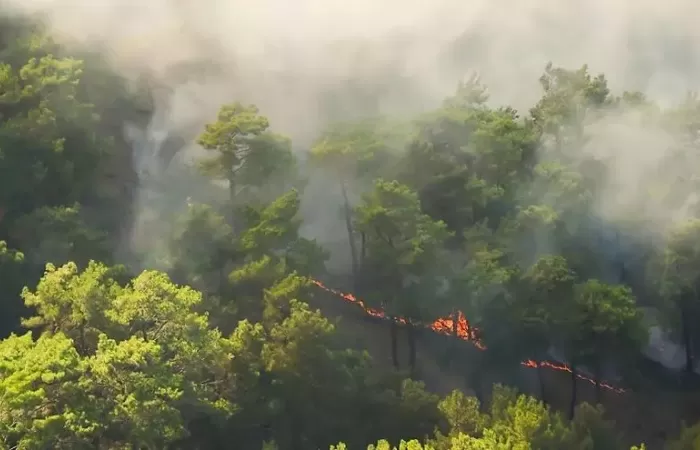 La Confederación de Organizaciones de Selvicultores alerta sobre la eliminación de ayudas a la biomasa