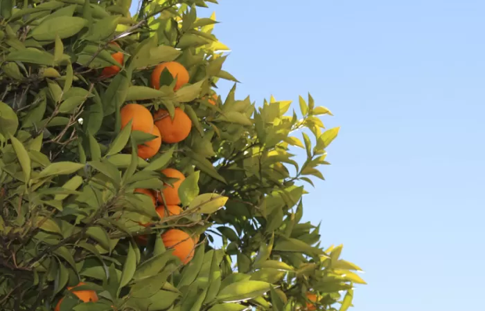 Las naranjas de Sevilla abastecen de energía las instalaciones de Emasesa