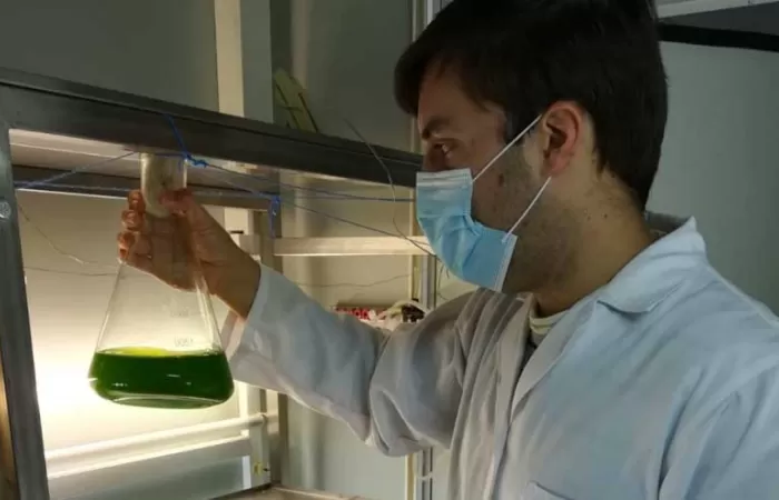 Una microalga limpia entornos acuáticos contaminados por cadmio