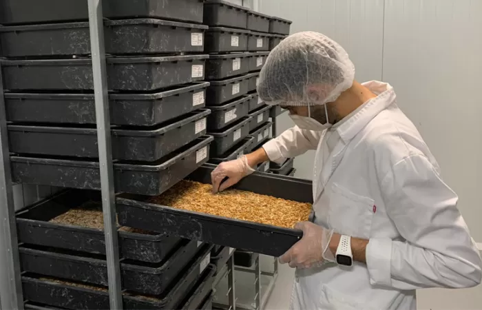 Estudian nuevas vías para el reciclaje de plásticos agrícolas a través de microorganismos e insectos