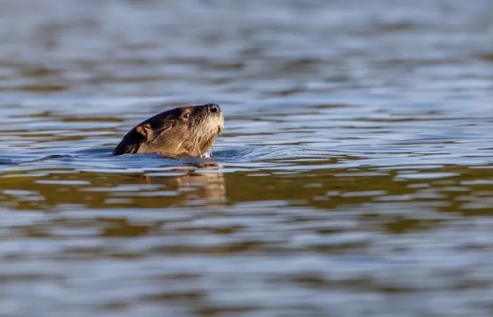 Estudian la presencia de plástico en especies de mamíferos terrestres europeos