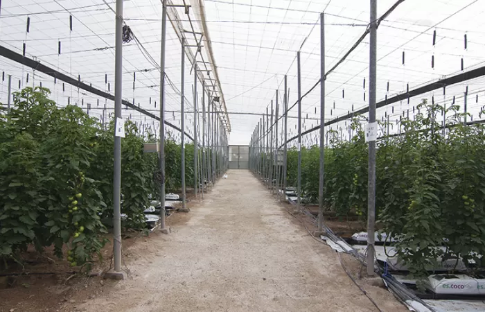 Sacyr Agua emplea agua desalada para mejorar la producción de los cultivos