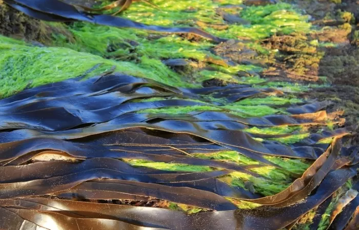 Algas como fuente de combustible alternativa