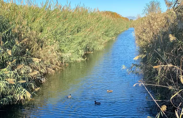 Aumentan la aportación de agua regenerada en el Canal de la Bunyola para mejorar su estado ecológico