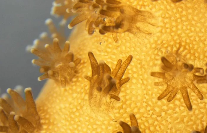 Corales impresos en 3D, nuevos biorreactores para impulsar la producción de microalgas para biocombustibles
