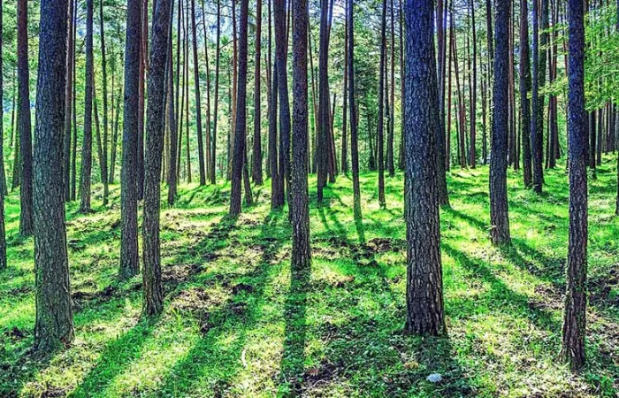 La capacidad de la biodiversidad forestal para mitigar el CO2 podría perderse en condiciones climáticas más adversas