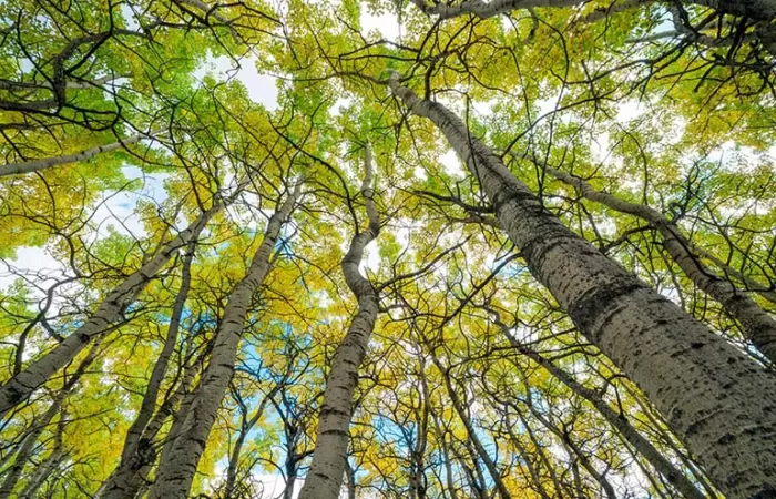 P&G acelera sus compromisos para ser neutral en carbono en 2030